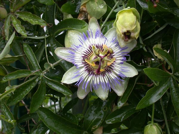 Passiflora caerulea