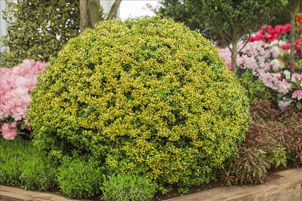 Ilex crenata 'Golden Gem', Kugel
