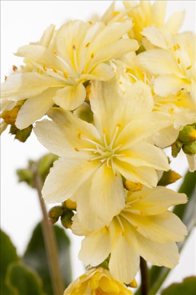 Lewisia cotyledon