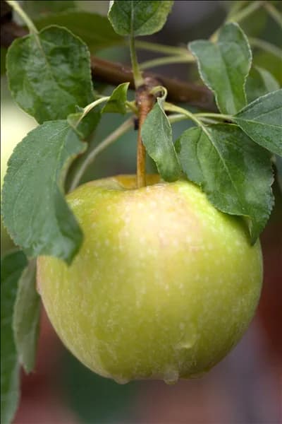 Malus domestica 'Pinova'(s)