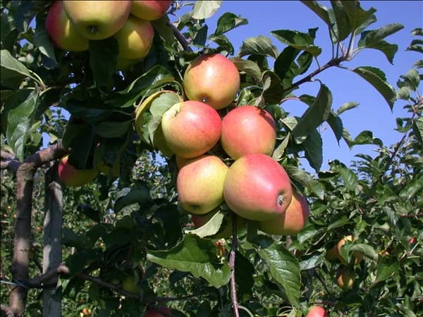 Malus domestica 'Pinova'(s)