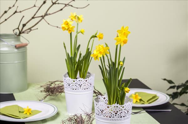 Narcissus in großkronigen Sorten