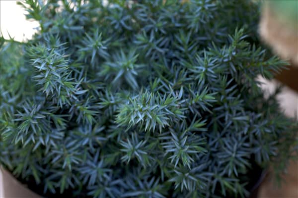 Juniperus chinensis