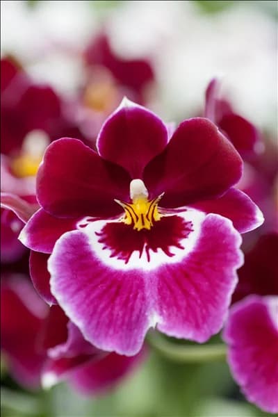 Miltoniopsis