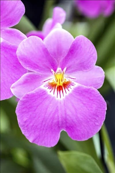 Miltoniopsis
