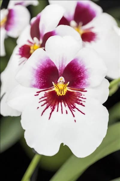 Miltoniopsis