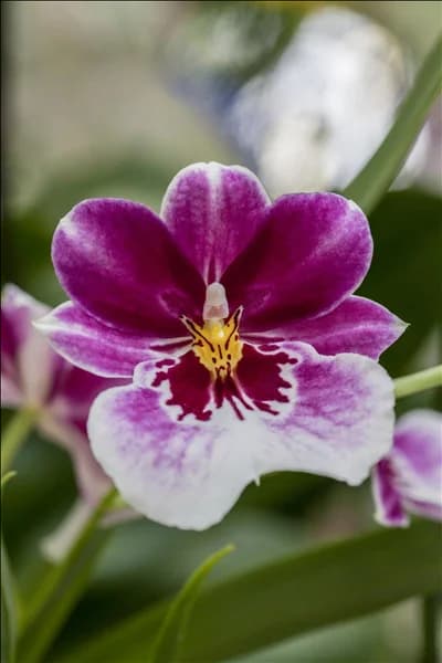 Miltoniopsis
