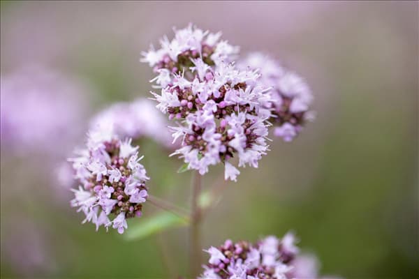 Origanum vulgare