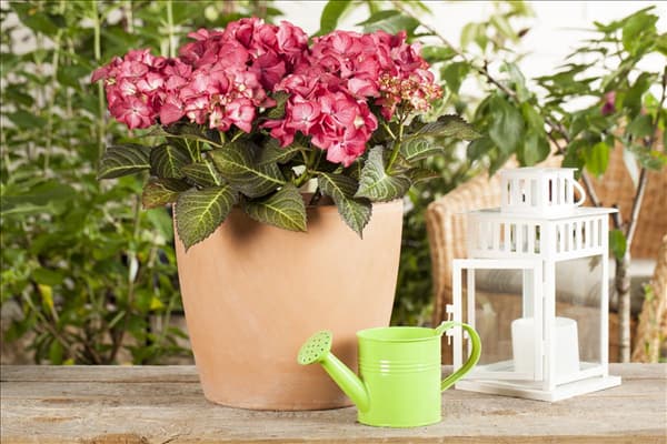 Hydrangea macrophylla 'Baroque Angel'®