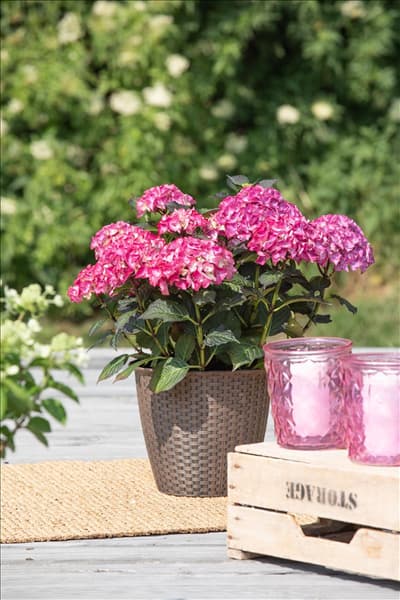 Hydrangea 'Black Diamonds'®