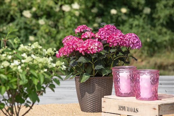 Hydrangea 'Black Diamonds'®