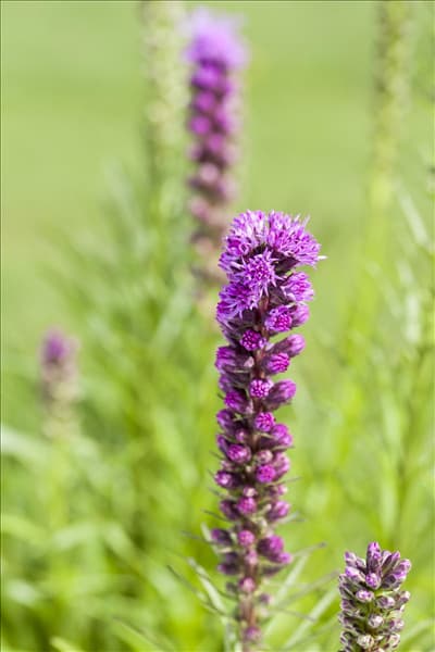 Liatris spicata, lila