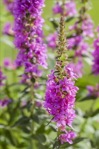 Liatris spicata, lila