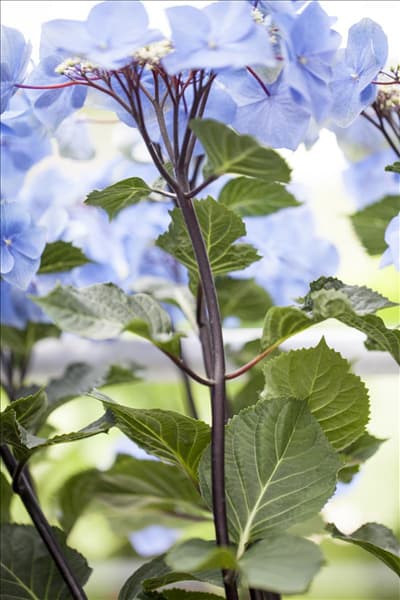 Hydrangea macrophylla 'Black Steel® Zorro'