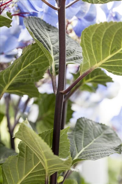 Hydrangea macrophylla 'Black Steel® Zorro'