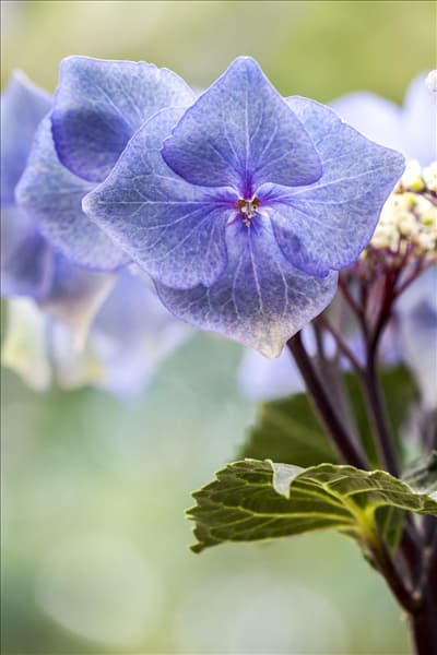 Hydrangea macrophylla 'Black Steel® Zorro'