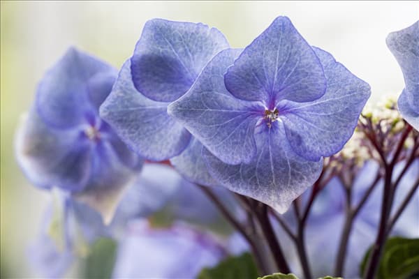 Hydrangea macrophylla 'Black Steel® Zorro'