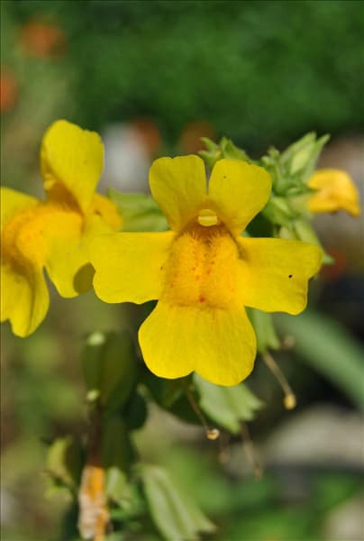 Mimulus luteus