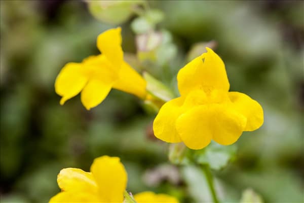 Mimulus luteus