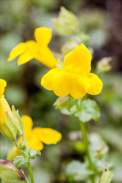 Mimulus luteus