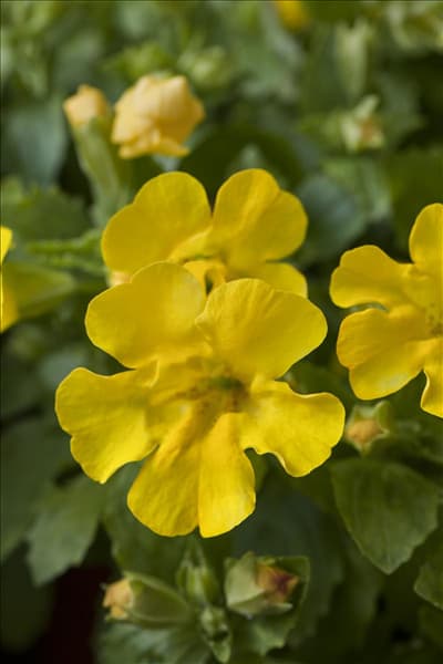 Mimulus luteus