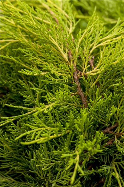 Juniperus chinensis
