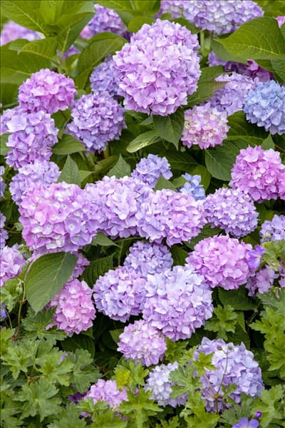 Hydrangea 'Endless Summer'®