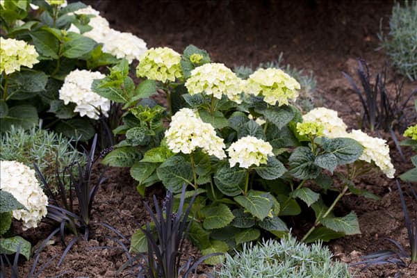 Hydrangea 'Endless Summer'®