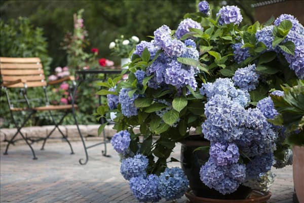 Hydrangea 'Endless Summer'®