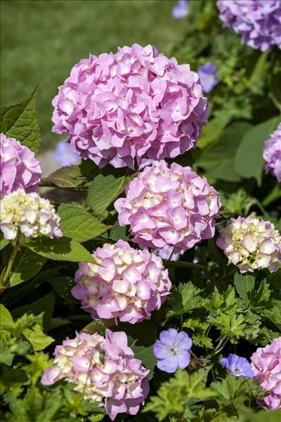Hydrangea 'Endless Summer'®