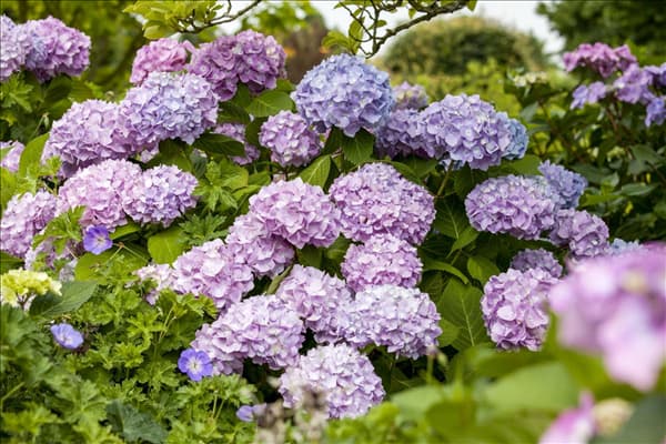 Hydrangea 'Endless Summer'®