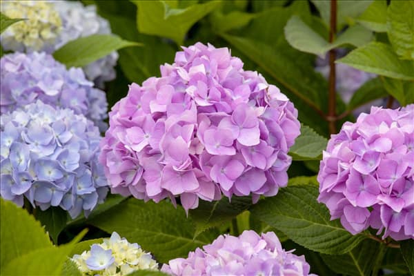 Hydrangea 'Endless Summer'®