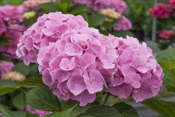 Hydrangea macrophylla 'Forever & Ever'®, rosa