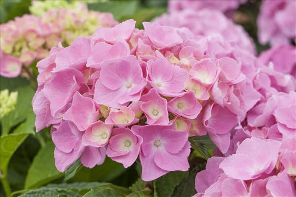 Hydrangea macrophylla 'Forever & Ever'®, rosa