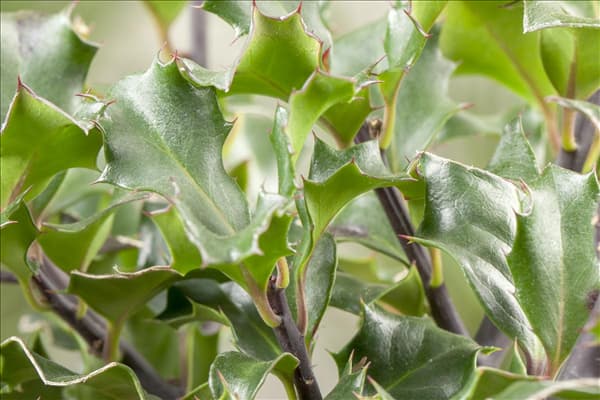 Ilex meserveae 'Blue Angel'®