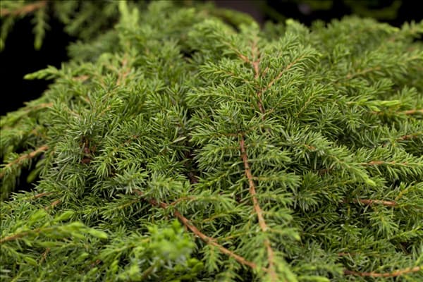 Juniperus communis 'Green Carpet'
