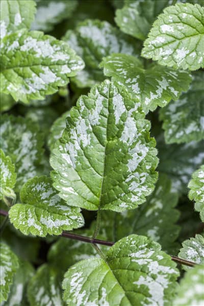 Lamium maculatum