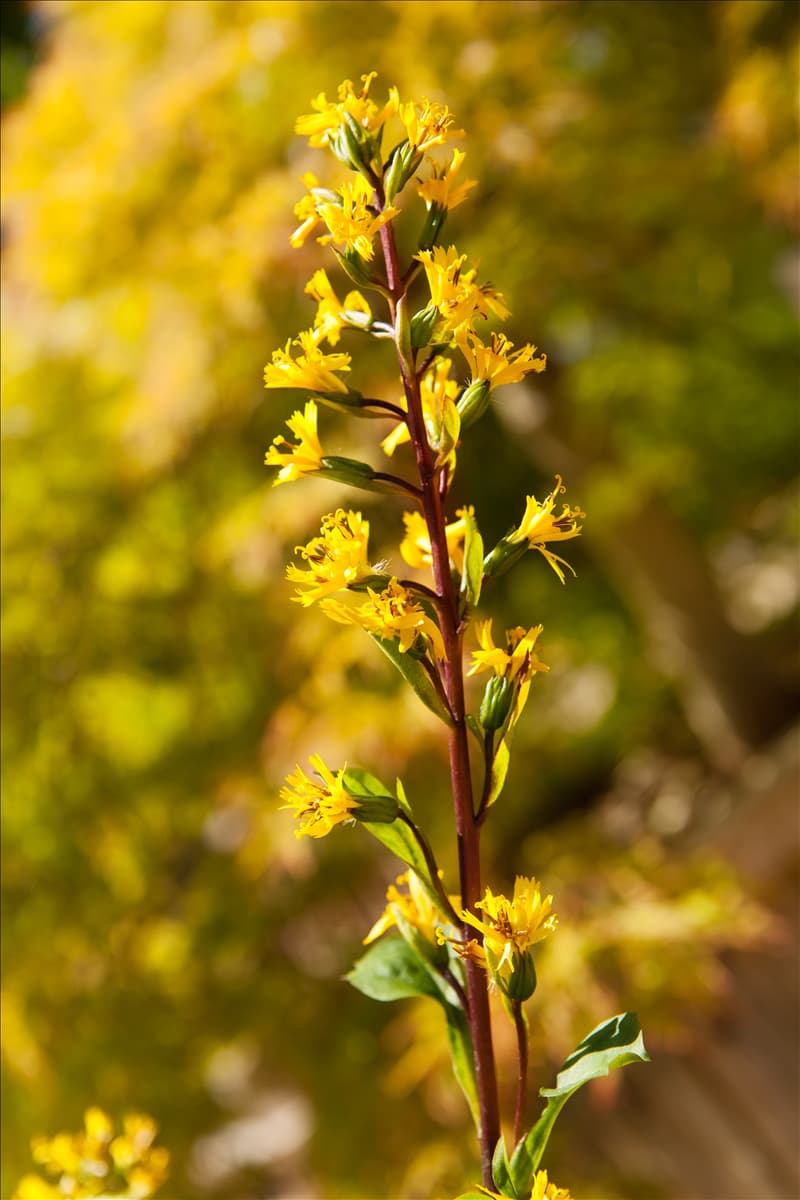 Ligularia stenocephala 'Little Rocket'