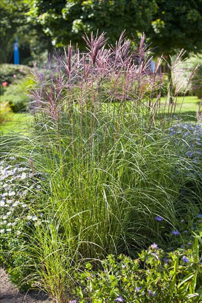 Miscanthus sinensis