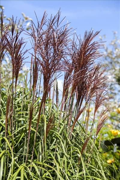 Miscanthus sinensis