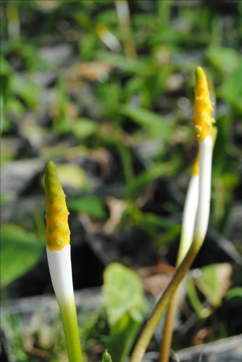 Orontium fistulosa
