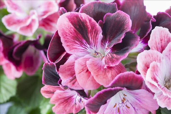 Pelargonium grandiflorum