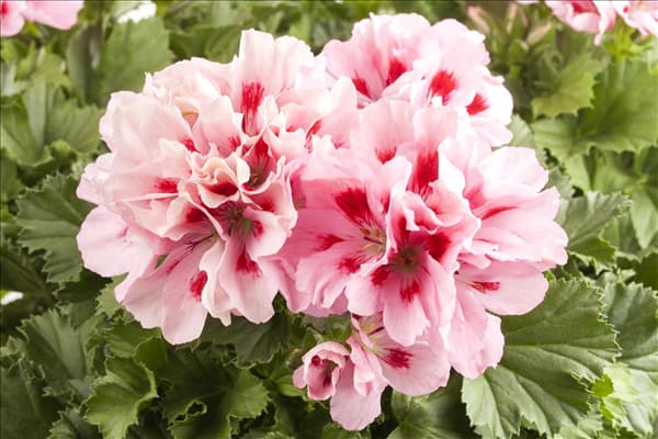 Pelargonium grandiflorum