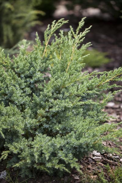 Juniperus horizontalis 'Andorra Compact'