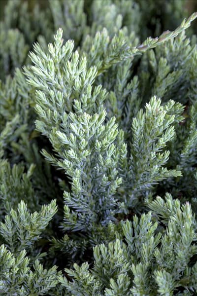 Juniperus horizontalis 'Blue Chip'