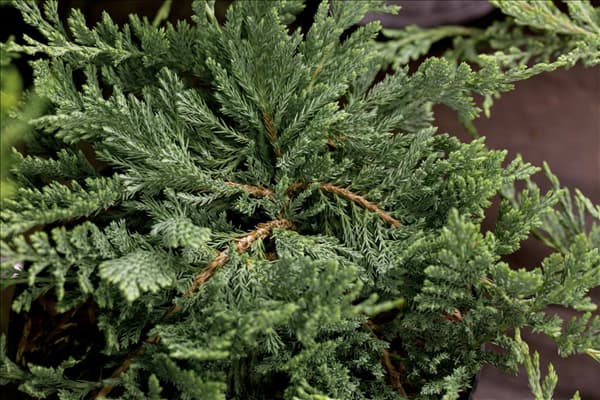 Juniperus horizontalis