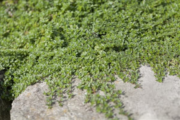 Juniperus horizontalis