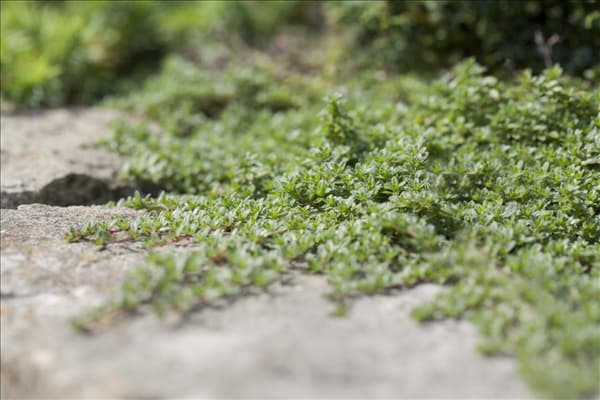 Juniperus horizontalis 'Blue Pygmy'