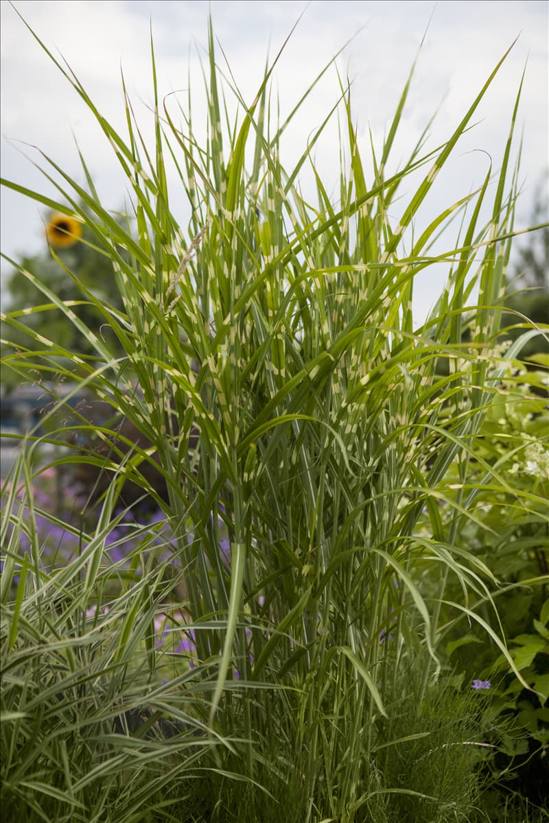 Miscanthus sinensis 'Zebrinus'