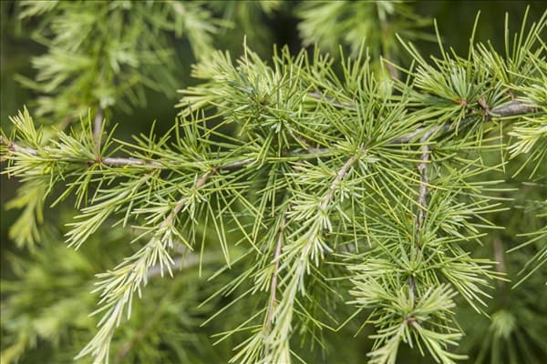Larix decidua